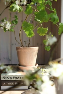 Bergs Potter Helena Topf Quartz Rose, 18 Cm 12 Bergs Potter Helena Topf Quartz Rose, 18 Cm -Möbel Verkauf bergs potter helena topf quartz rose 10